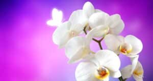 orchidée blanche