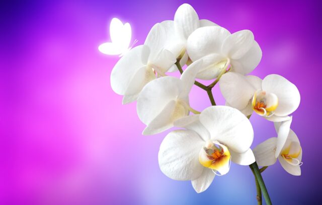 une orchidée blanche orchidée blanche