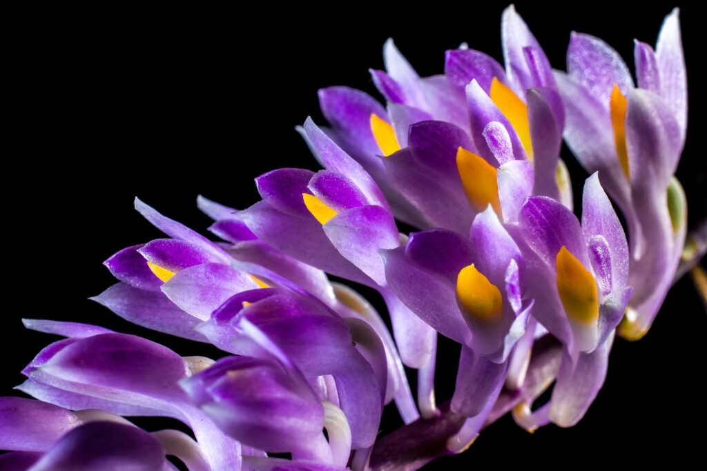 orchidée à feuille mauves