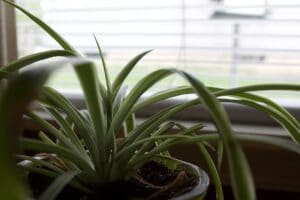 plantes dépolluantes pour humidifier une pièce