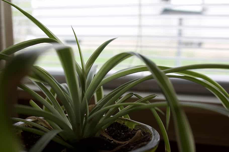 Le Guide Ultime Pour Humidifier Une Pièce