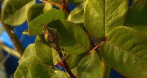 puceron sur une plante a l'exterieur
