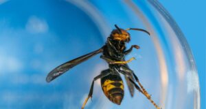 debarrasser insectes naturellement