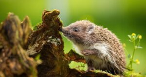 crottes hérisson reconnaitre excréments