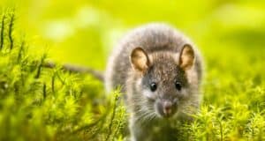 crottes rat connaitre excréments