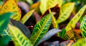 feuilles de laurier jaunes