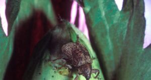 insectes potager debarasser conseils