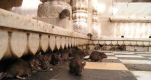 debarrasser nuisibles maison deratisation