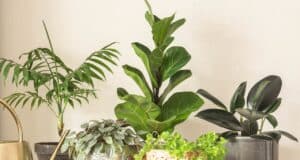 Plantes intérieur hiver