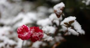 Protéger plantes gelées nocturnes