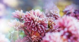 Protéger plantes hiver