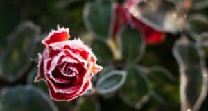 erreur rosier floraison destruction