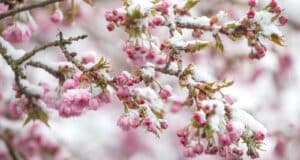 plantes pas tailler hiver