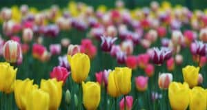 gestes février floraison exceptionnelle printemps