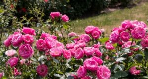 heure plantation doubler floraison rosiers