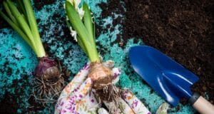 planter bulbes février