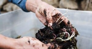 améliorer compost printemps