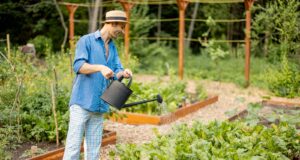 économiser eau potager