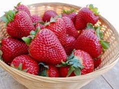 planter variétés fraises
