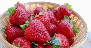 planter variétés fraises