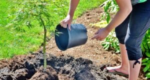 planter arbre jardin