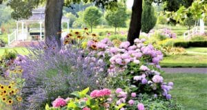 taille plantes juin fleurs