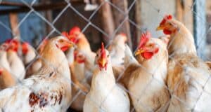 législation poules appartement