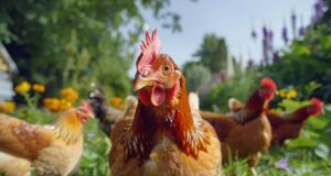 Laisser vos poules en liberté dans le jardin : quelles sont les restrictions légales à connaître ?