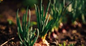 floraison précoce jardin janvier
