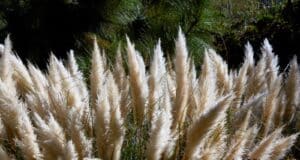 herbe pampa interdite