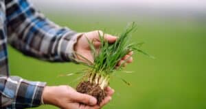 gazon interdit france