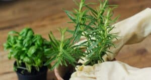 herbes aromatiques planter mars avril