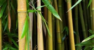 interdiction bambou France