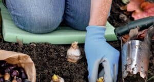 plantation bulbes été