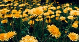 astuce débarrasser rapidement pissenlits