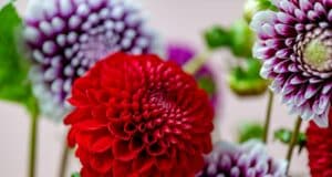 astuces plantation dahlias