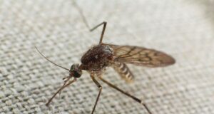 choisir moustiquaire