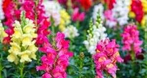 fleur muflier rocket