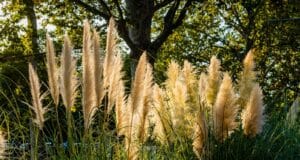 interdiction pampa France