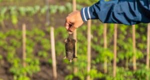 législation chasse taupe jardin