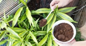 marc café engrais plantes