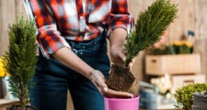 planter conifères jardin