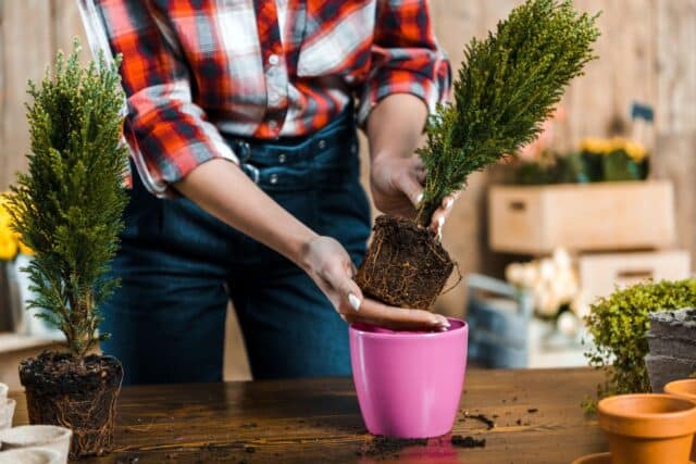 planter conifères jardin