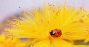 plantes biodiversité insectes jardin