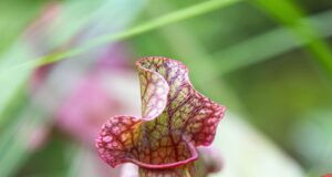 répulsif frelons asiatique sarracenia