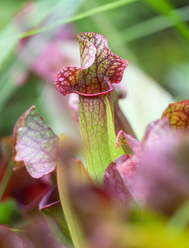 répulsif frelons asiatique sarracenia répulsif frelons asiatique sarracenia