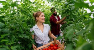 tomates tardives semer avril