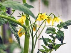 augmenter productivité plants tomates