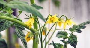 augmenter productivité plants tomates