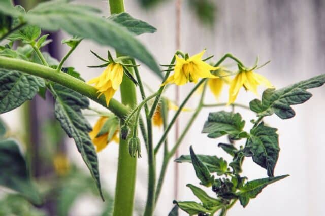 augmenter productivité plants tomates